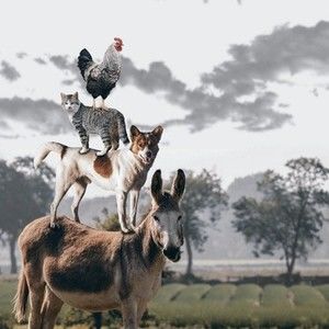 Meet your Posher, Peter